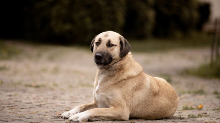 Kangal Dog Price: How Much For This Exotic Breed?