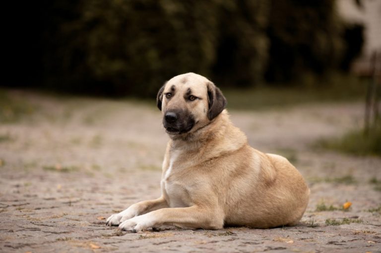kangal dog sitting on the ground
