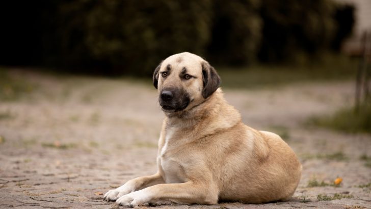 Kangal Growth Chart: How Big Do These Tough Pups Get?