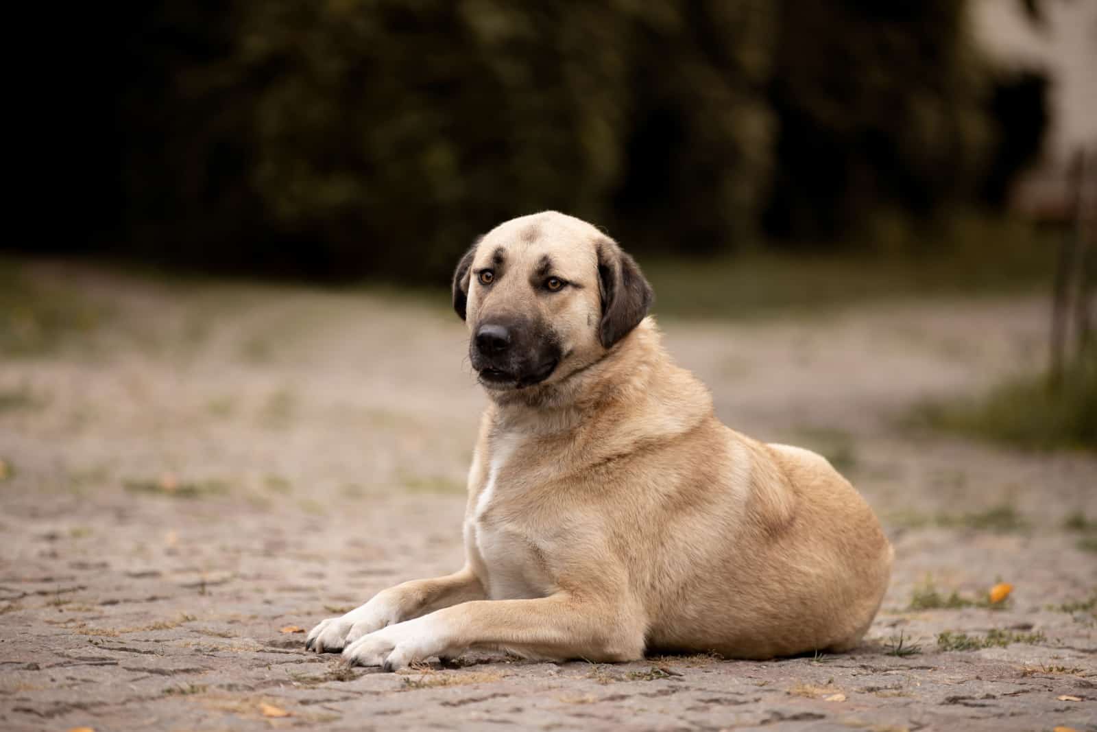 kangal dog resting