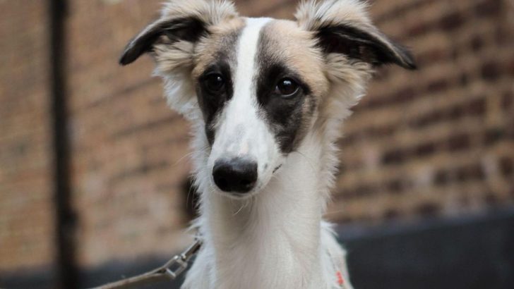 Long Haired Whippet: The Dog With Silky Blow-Dried Hair