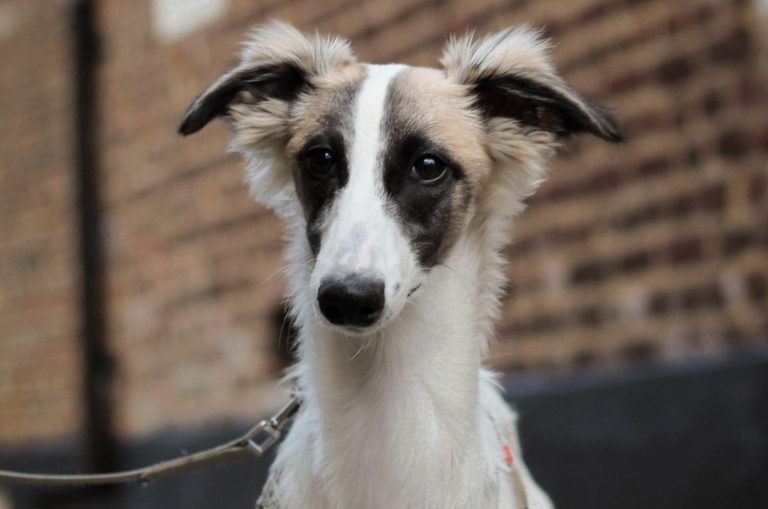 long haired whippet dog