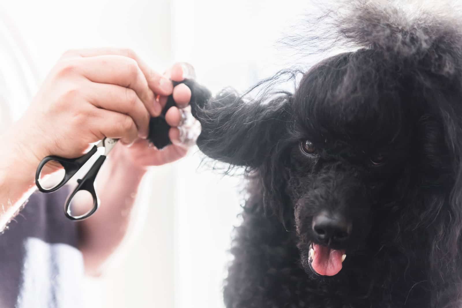 Male hands unraveling poodle's matted braids