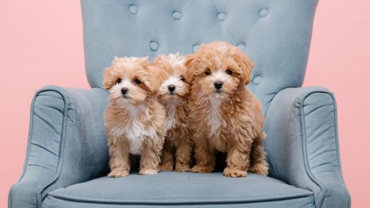 Maltipoo Breeders In Oregon – 3 Is The Pawfect Number