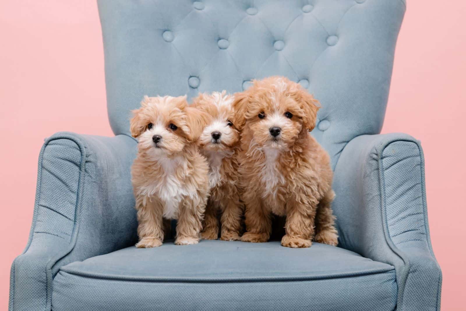 three maltipoo puppies sitting on sofa