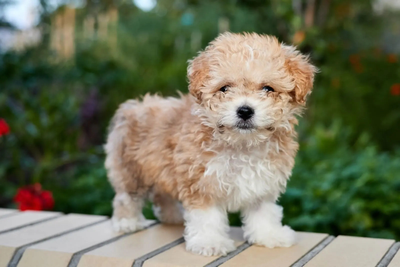 Maltipoo puppy stands on a brick fence