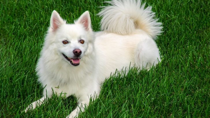 Meet 5 American Eskimo Breeders And The Affordable Eskie