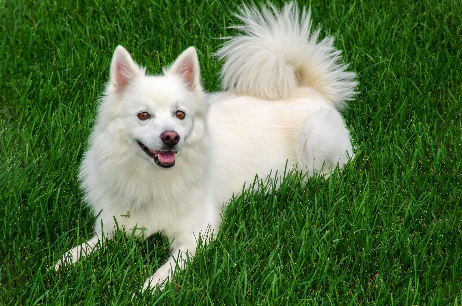 American Eskimo lying on grass