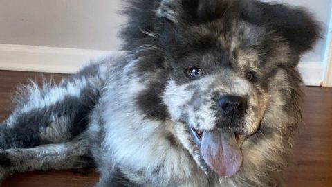 Merle Chow Chow: As Sweet As Oreos, Or...?