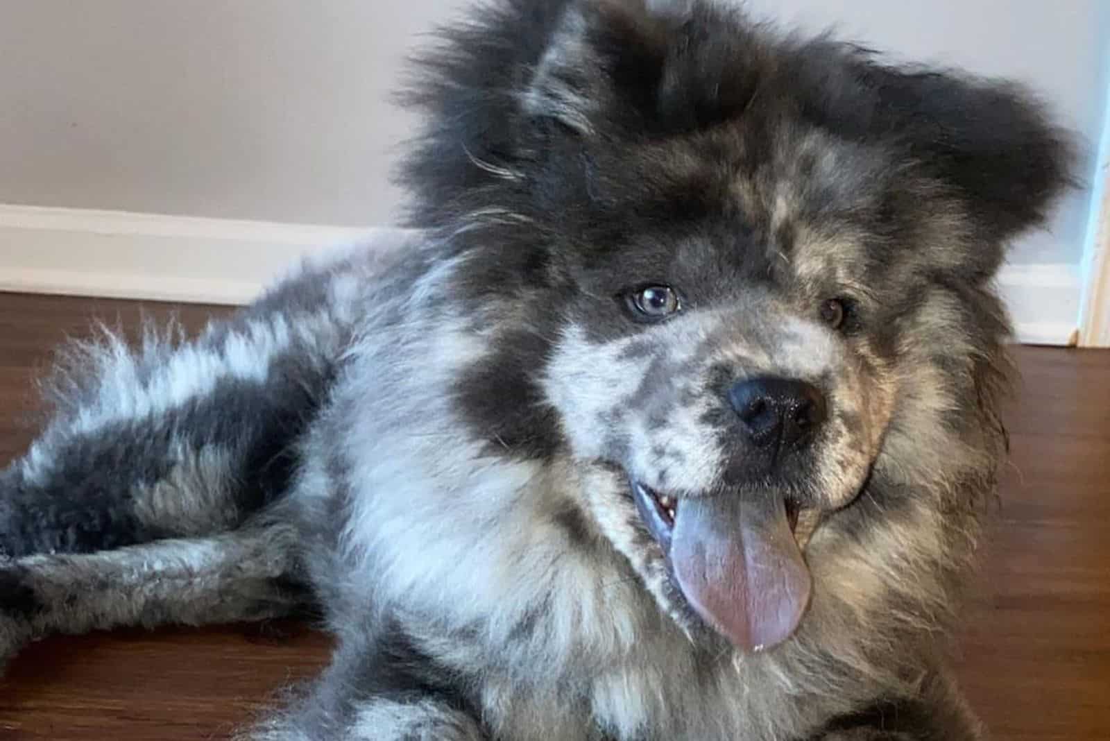 Merle Chow Chow: As Sweet As Oreos, Or…?