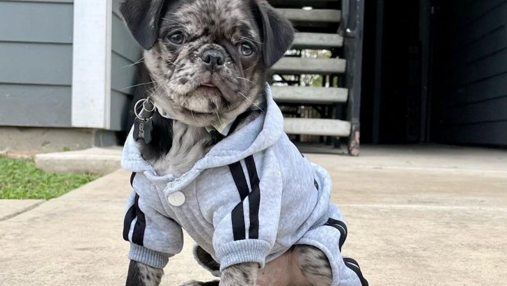 Merle Pug: Do They Even Exist, Or Are They A Myth?