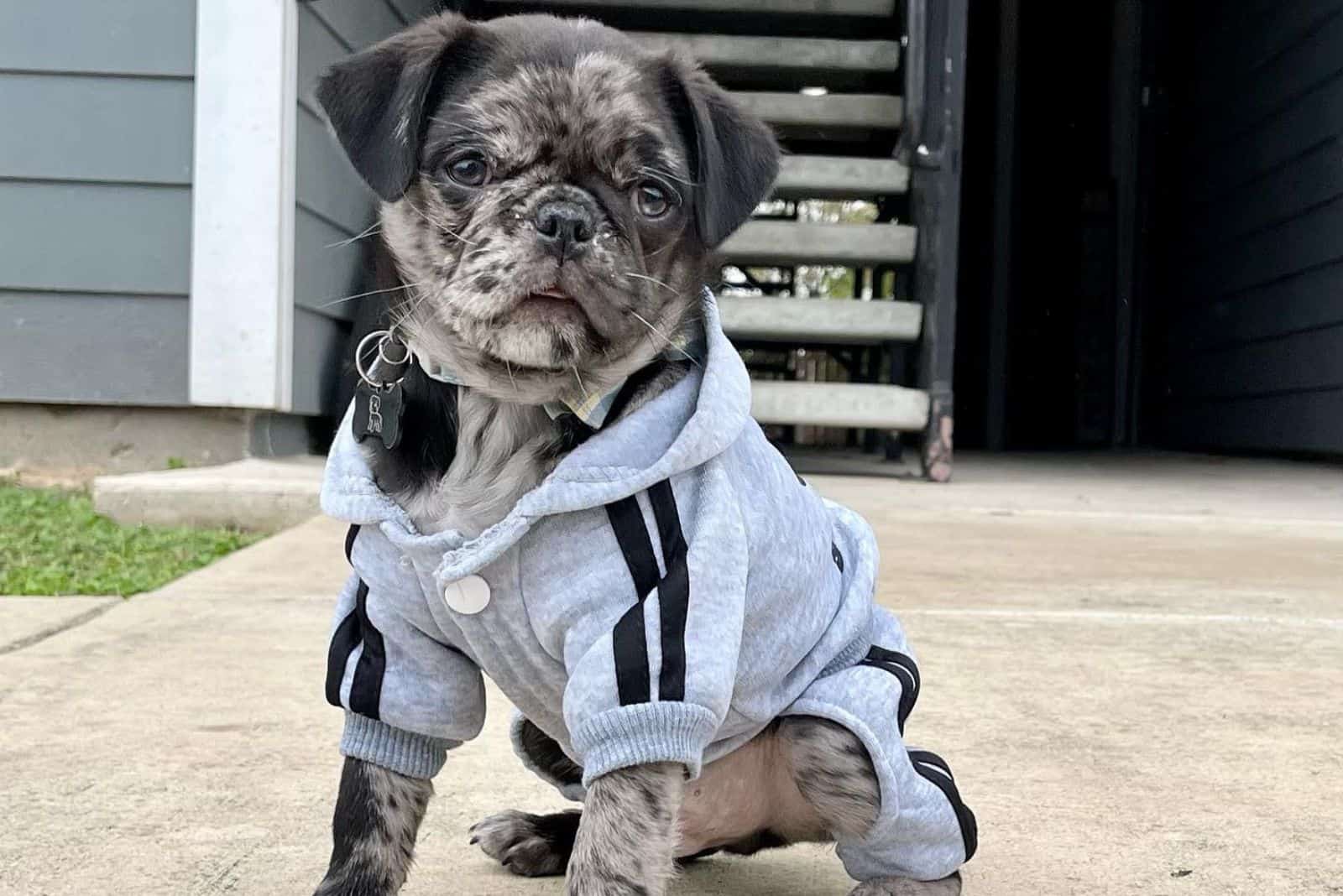 merle pug in clothes sitting