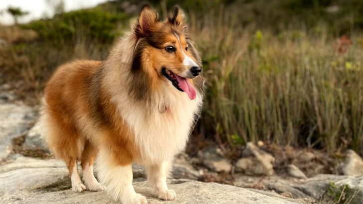 Mini Shetland Sheepdog: Small, Yet A Great Herding Dog