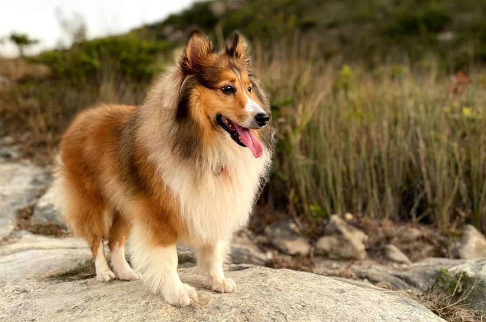 Mini Shetland Sheepdog: Small, Yet A Great Herding Dog