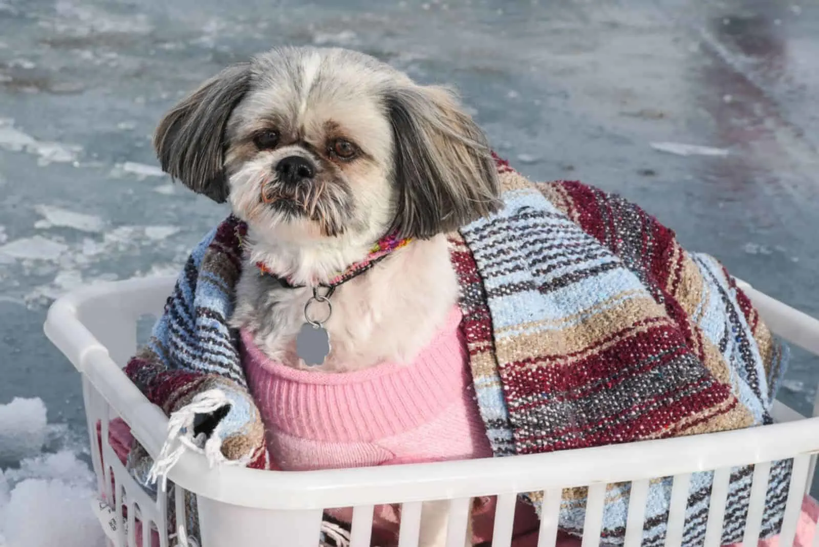 Overweight shih tzu keeping warm in a clothes basket