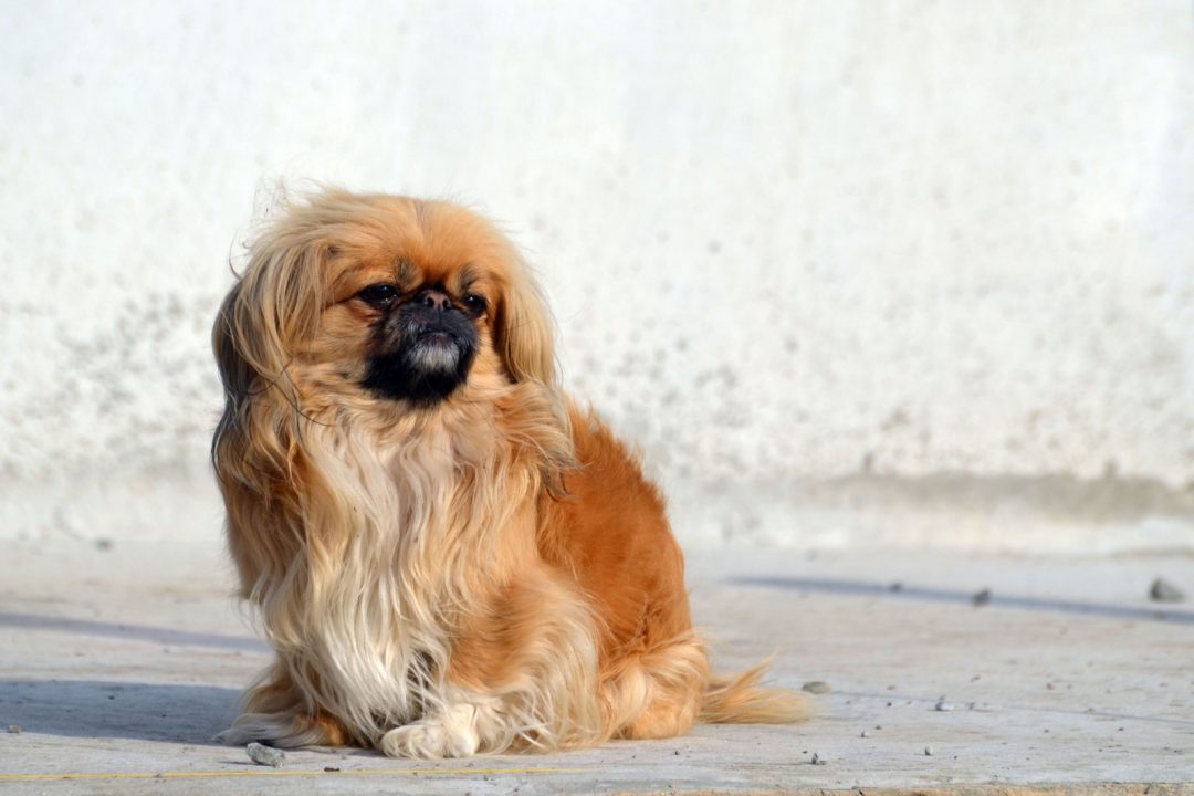 14 Pekingese Colors And Color Combinations, And 7 Markings