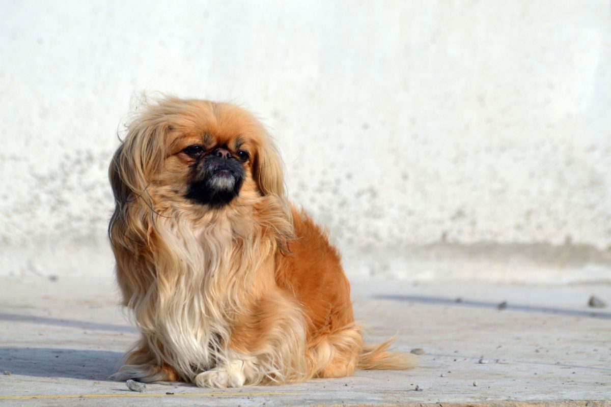 14 Pekingese Colors And Color Combinations, And 7 Markings