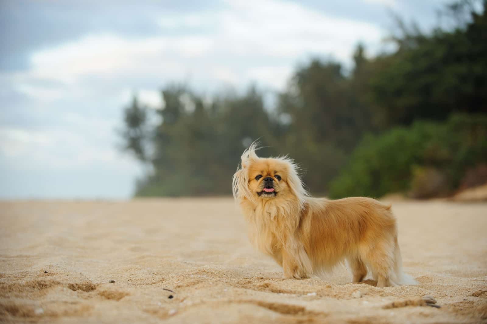 Pekingese dog outdoor portrait on beach