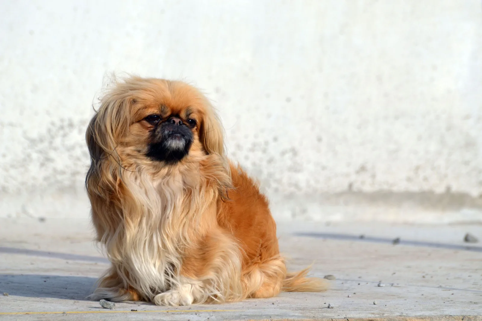 Pekingese dog