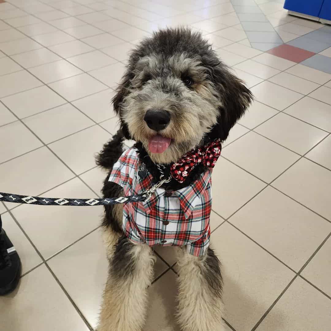 Phantom Goldendoodle sitting on tiles