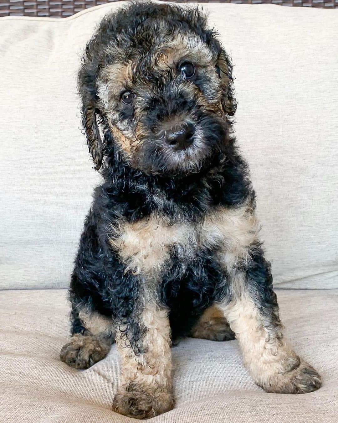 Phantom Goldendoodles sitting on the couch