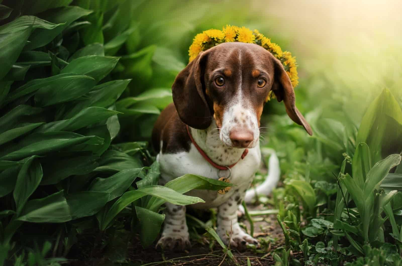 Piebald Dachshund posing for photo