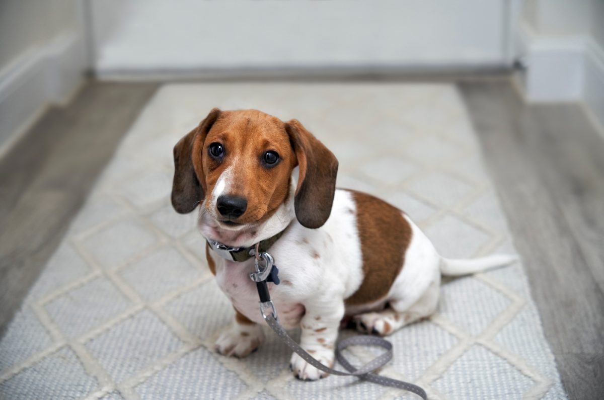 A Guide On The Mesmerizing Piebald Dachshund