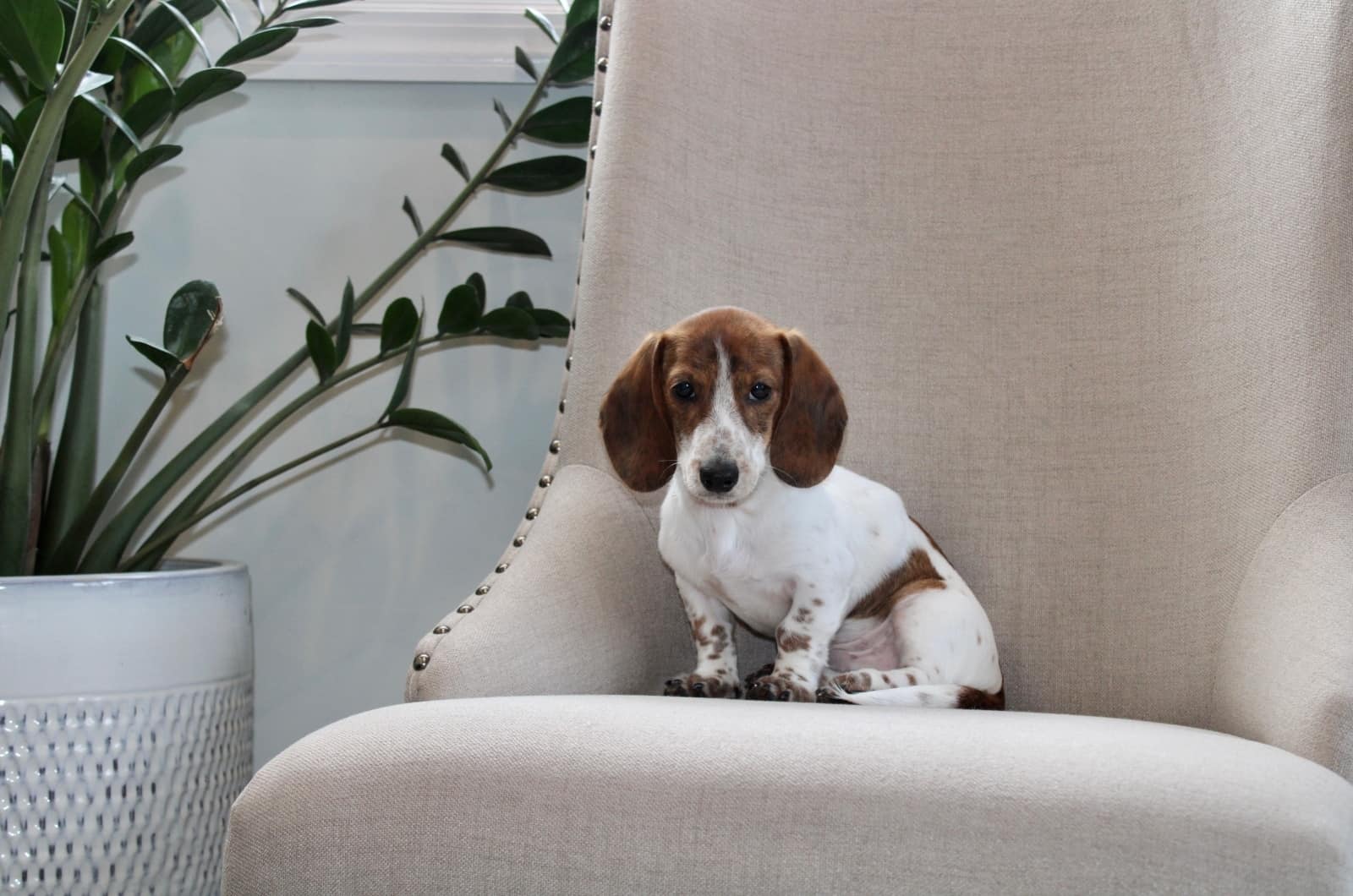 Piebald Dachshund sitting on chair