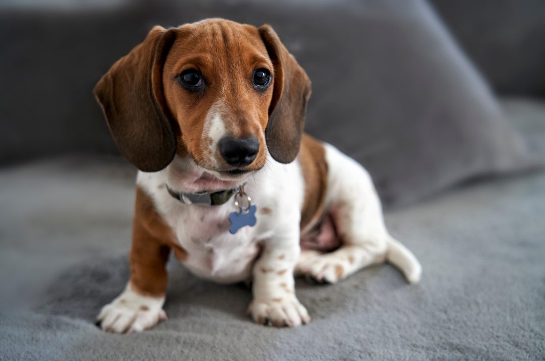 A Guide On The Mesmerizing Piebald Dachshund