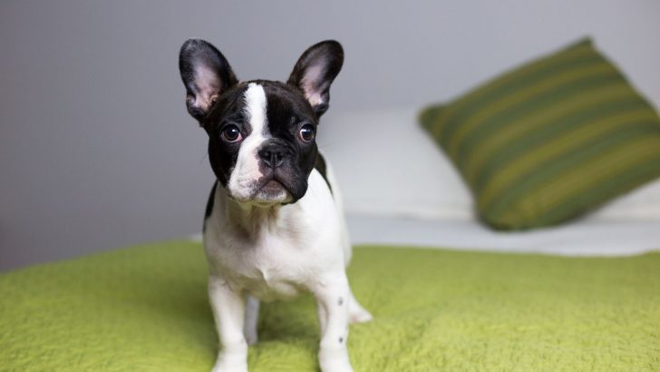 Pied French Bulldog: Behind The Distinct Color Pattern