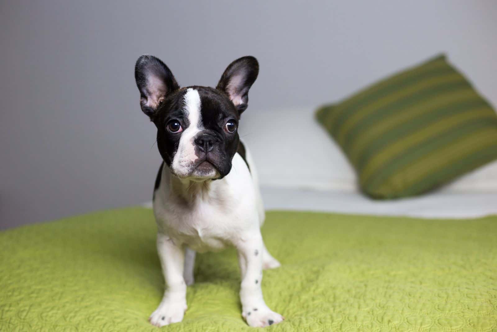 cute Pied French Bulldog puppy