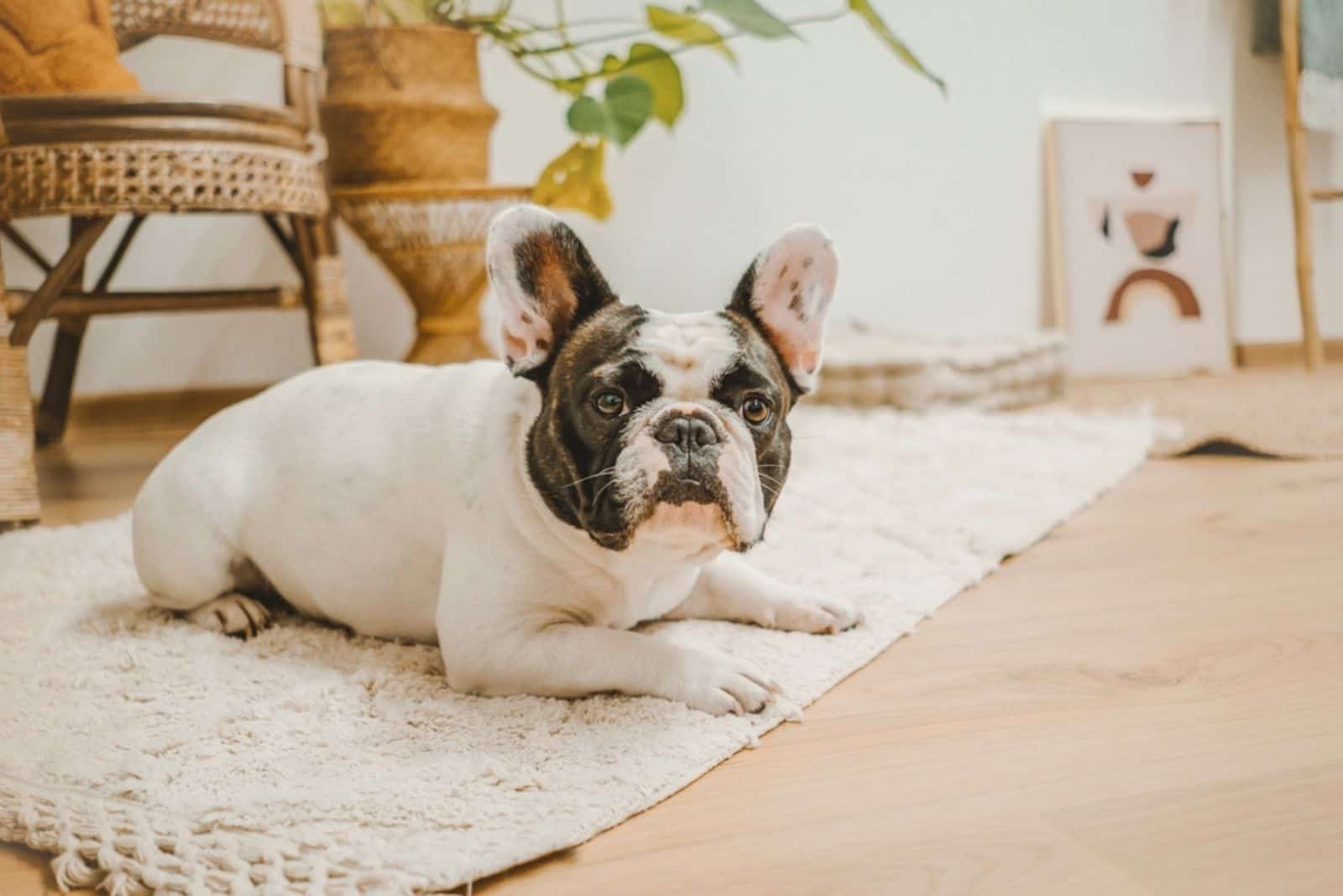 Pied French Bulldog lying on the floor