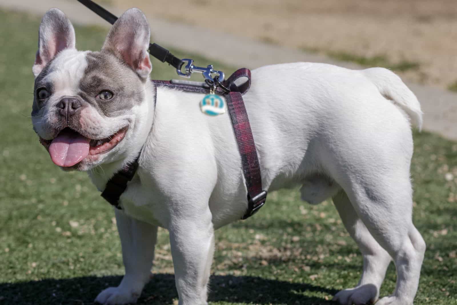 Pied French Bulldog on a leash standing on the grass