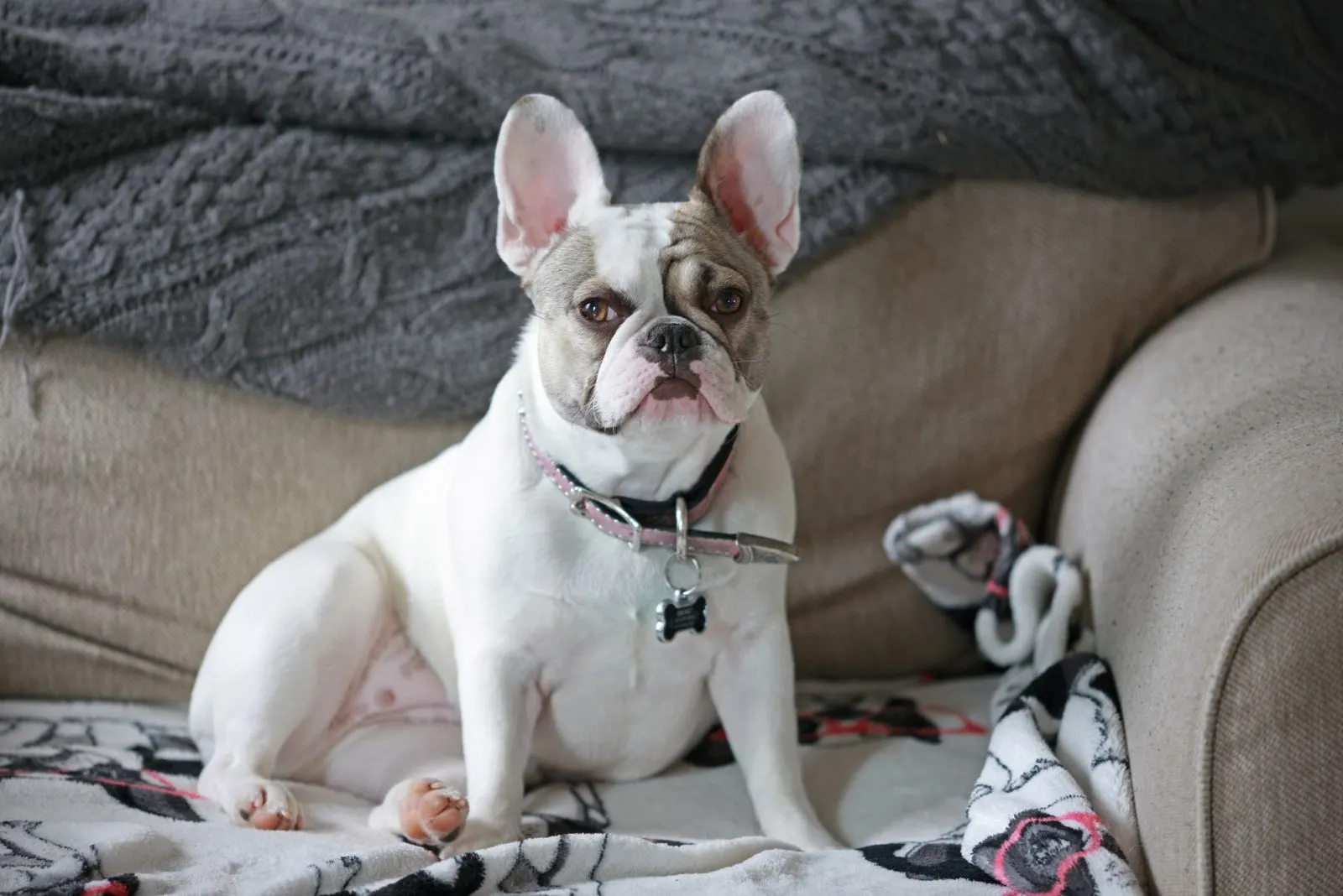 Pied French bulldog sitting on the bed