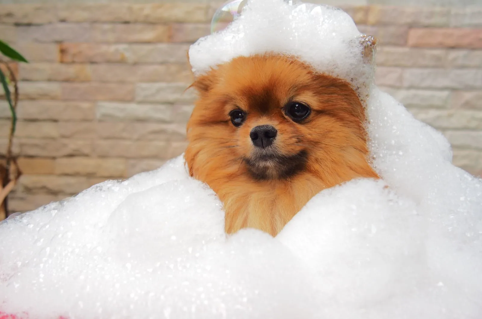 Pomeranian covered with bubbles