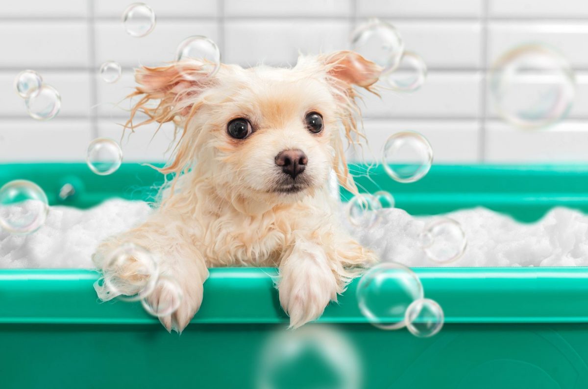 The 8 Safest And Best Shampoo For Pomeranian Dogs Options