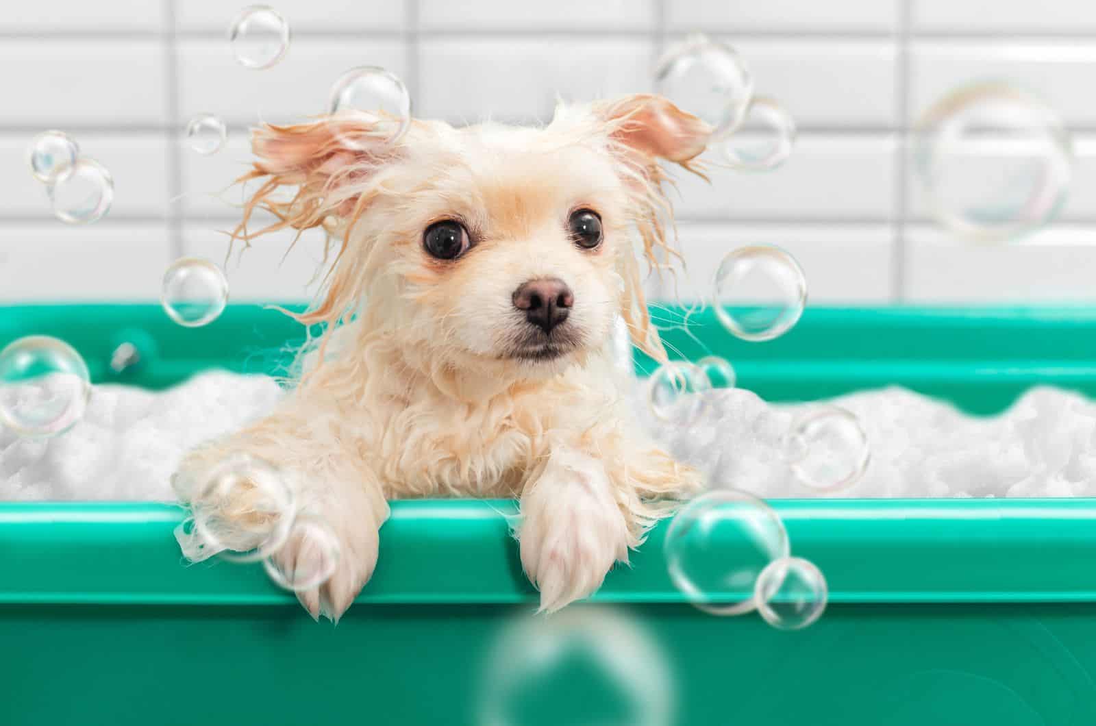 Pomeranian in a green bath
