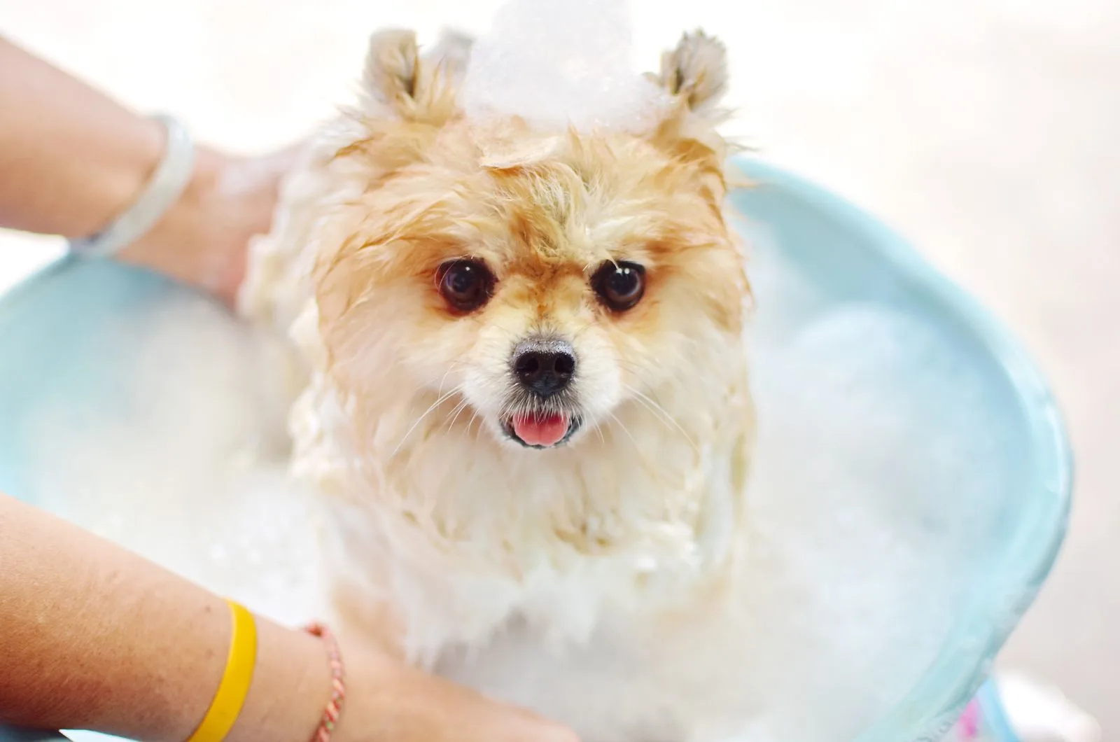 Pomeranian taking a bath