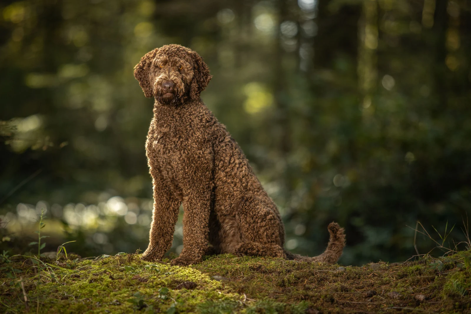 Portrait of brown labradoodle dog in forest