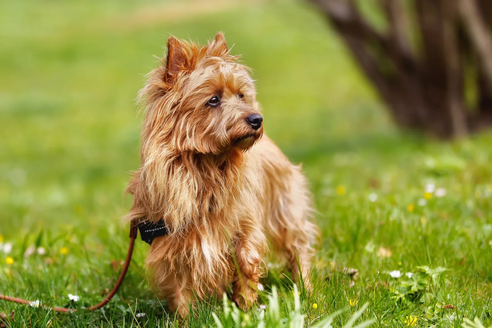 Pured Australian Terrier dog outside on grass