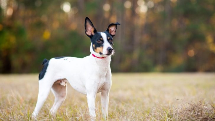 Rat Terrier Growth Chart — Bigger And Cuter Than Actual Rats