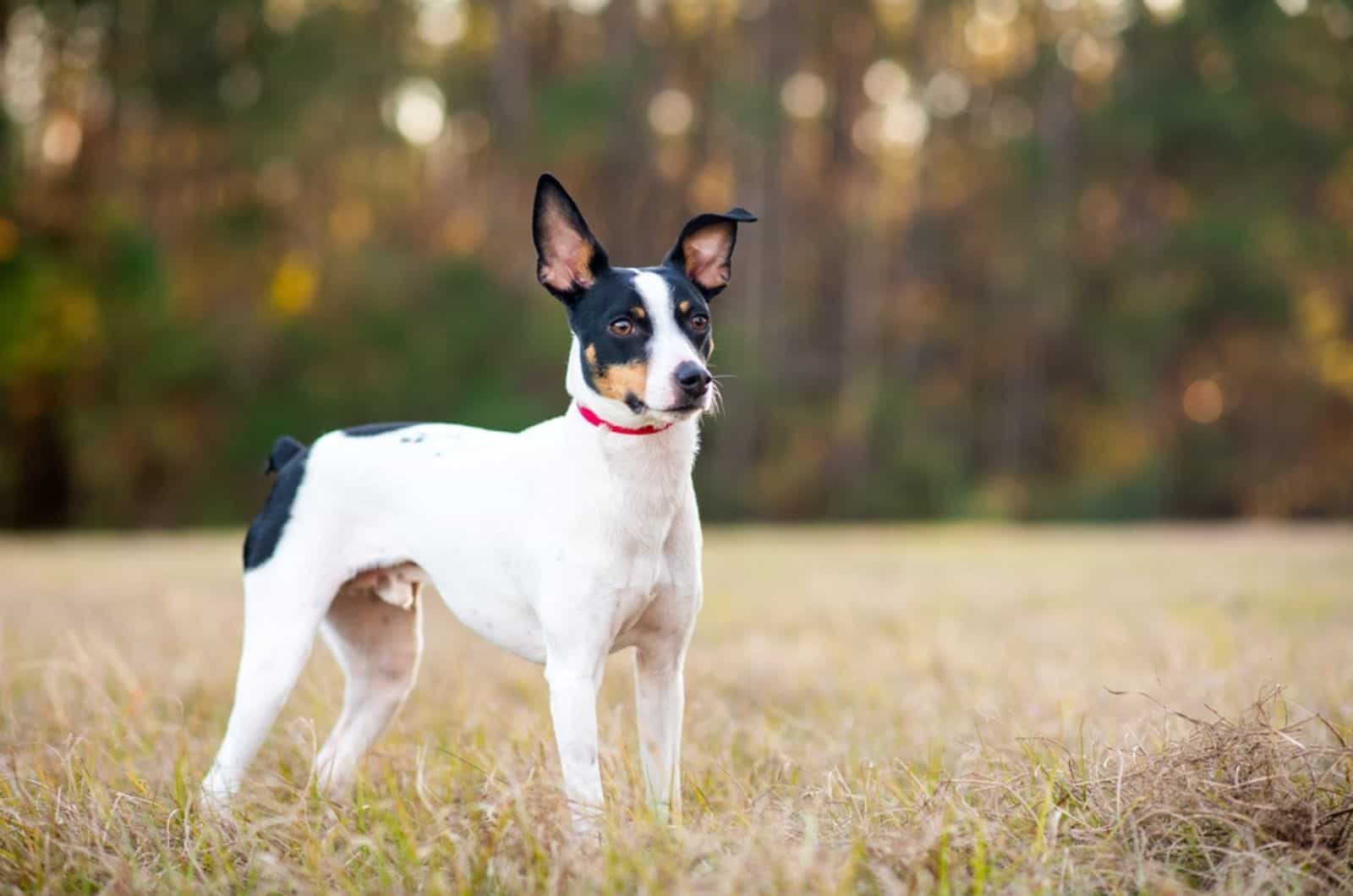 rat terrier standing on a meadow