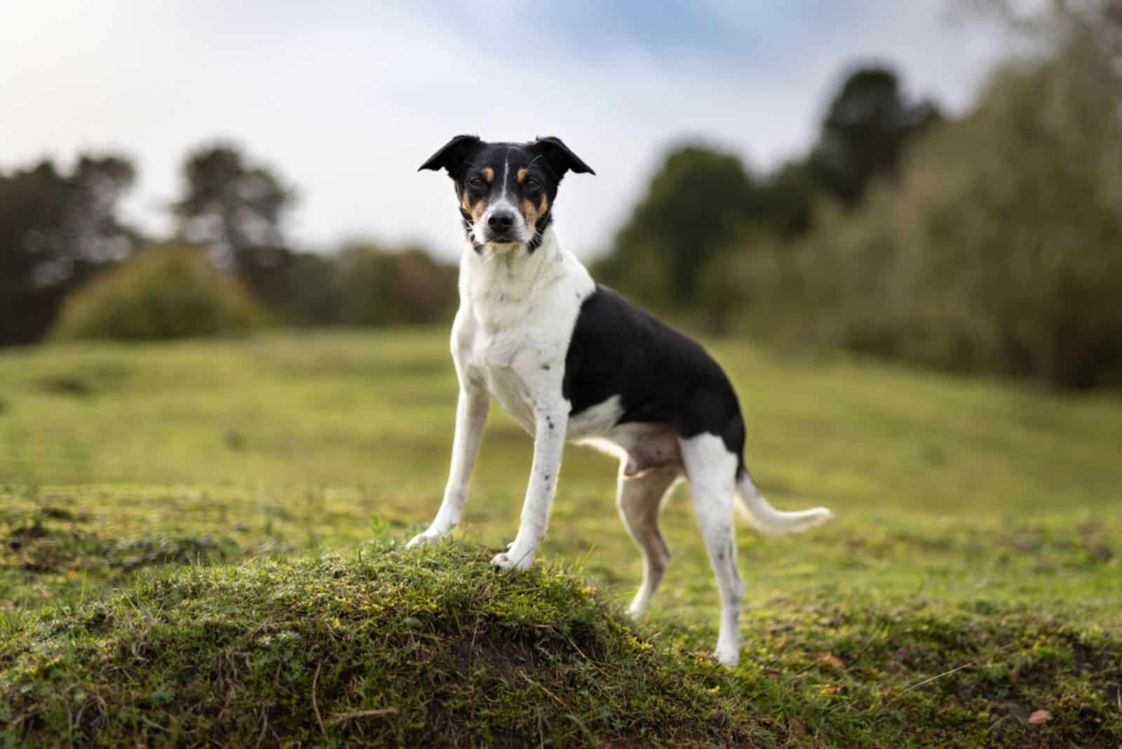 Rat Terrier dog standing in nature
