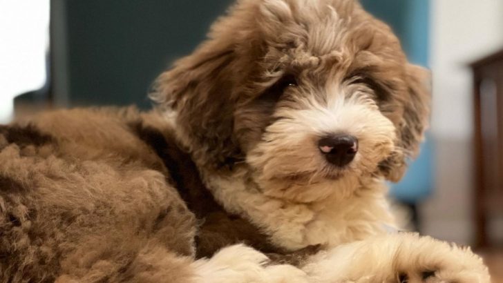 Red Merle Aussiedoodle: All About This Unique-Looking Dog