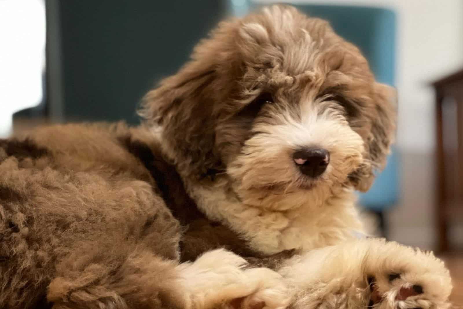 sweet red merle aussiedoodle puppy