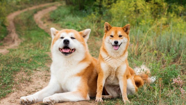 Resolving The Akita Inu Vs Shiba Inu Mystery
