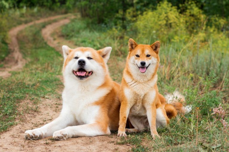 akita inu and shiba inu dog