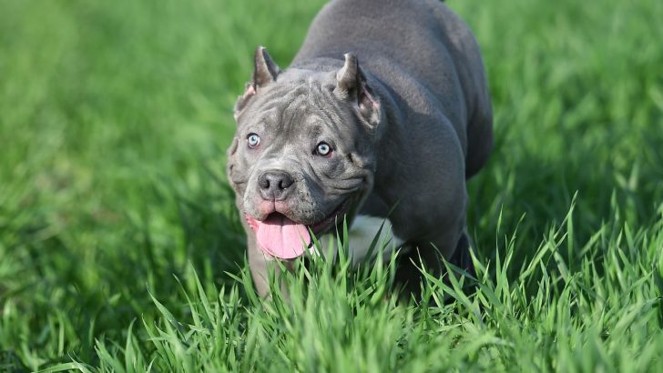 Revealing The Blue American Bulldog Enigma