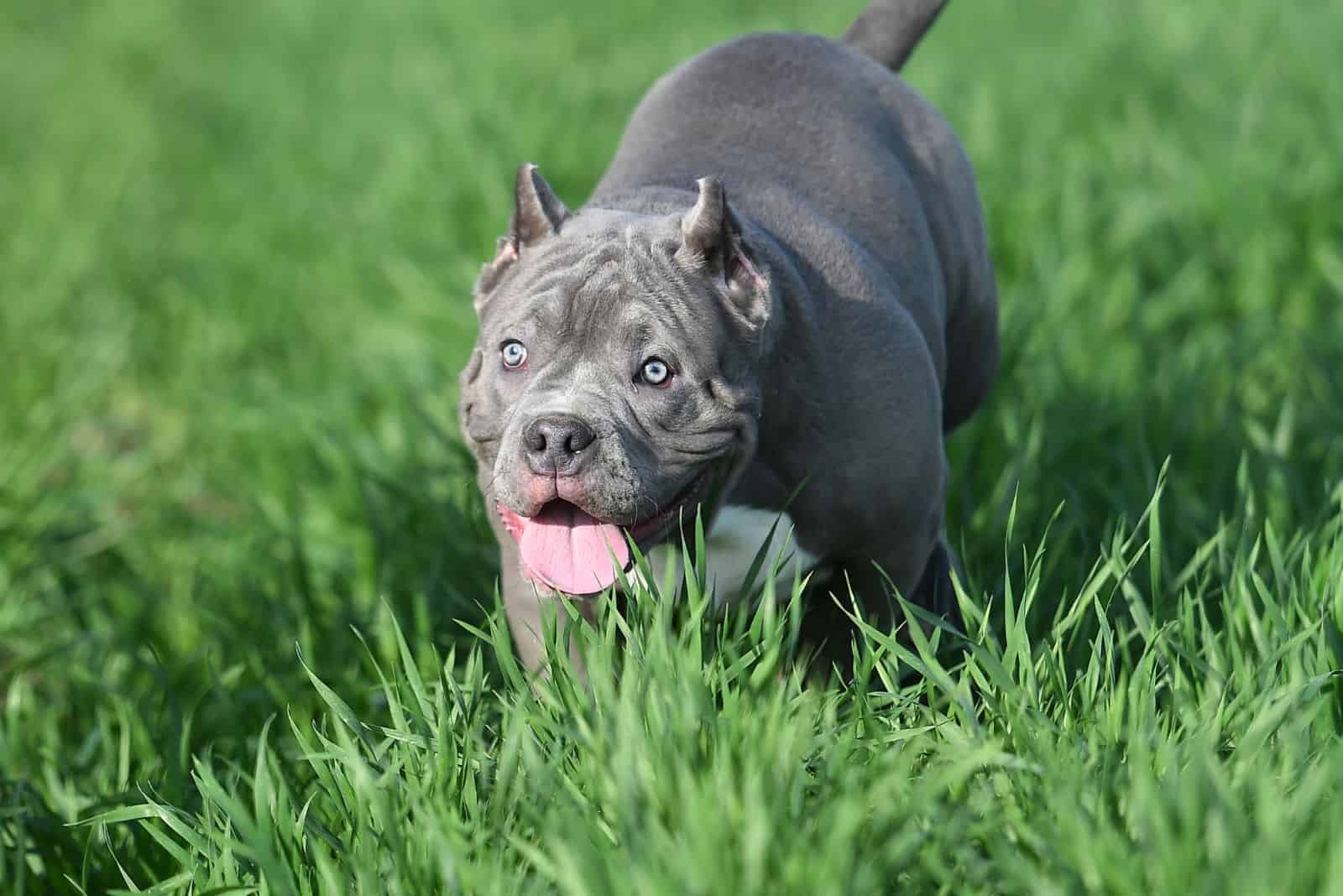 a blue American Bulldog walks in a field