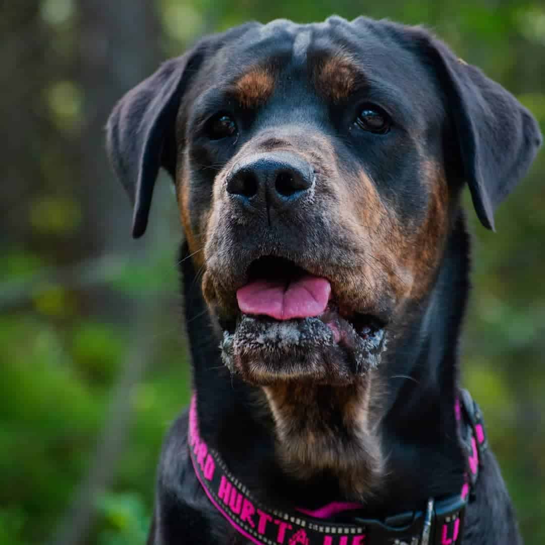 Rottweiler Bullmastiff Mix dog portrait
